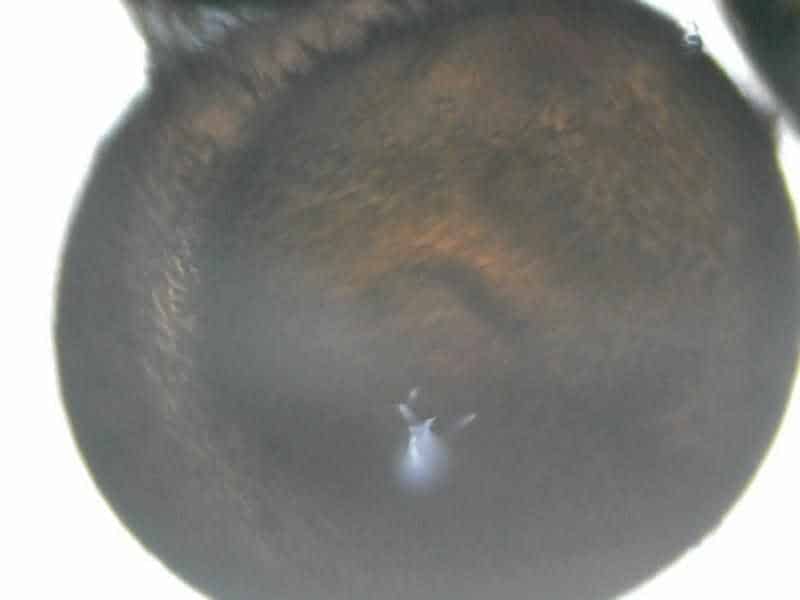 Corydoras aeneus ei onder de microscoop
