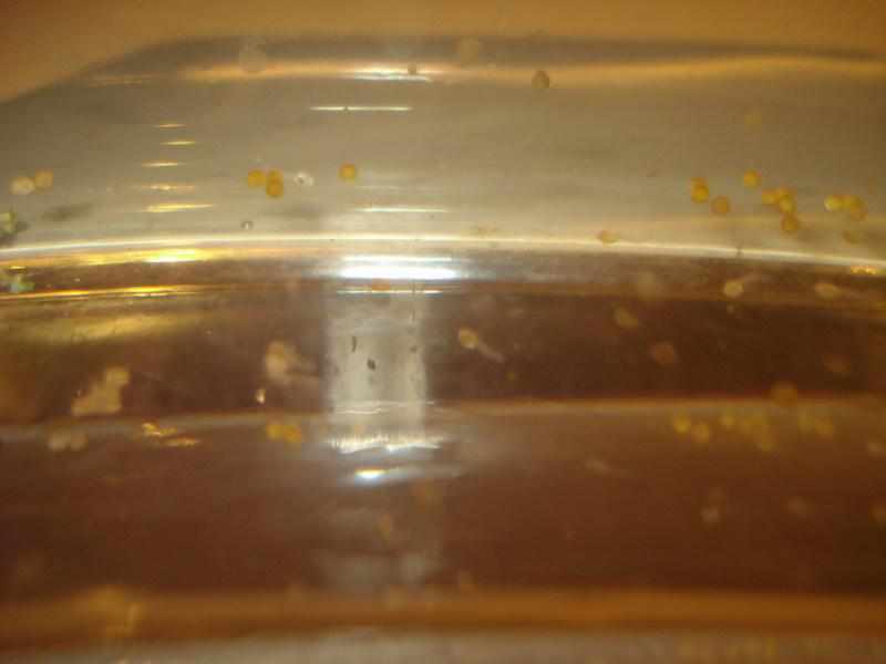 Pas uitgekomen Corydoras aeneus eieren 3e dag