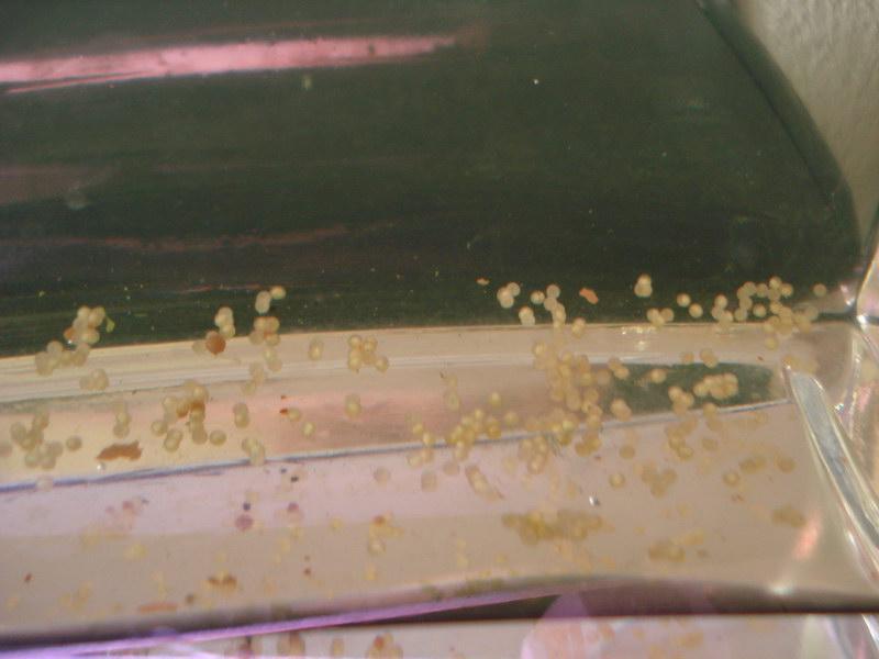 Bevruchte Corydoras aeneus eieren