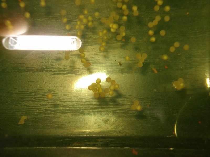 Verkleurde Corydoras aeneus eieren in kweekbakje
