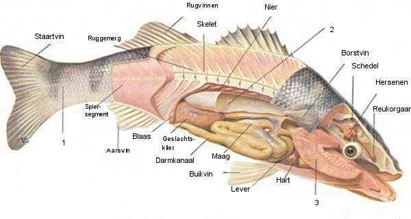 Fysiologie van vissen