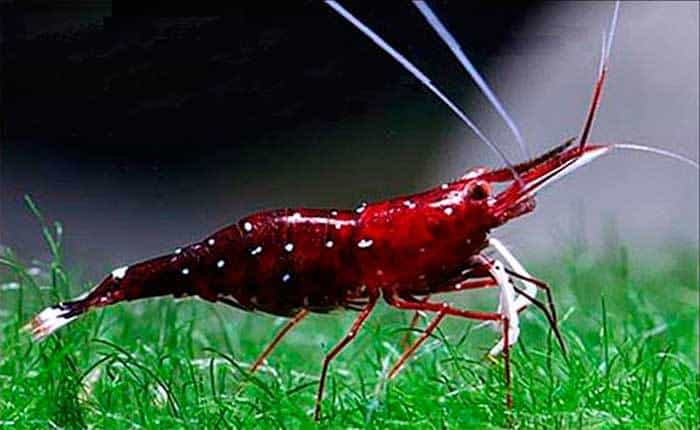 Caridina sp. Sulawesi Kardinaal Garnaal
