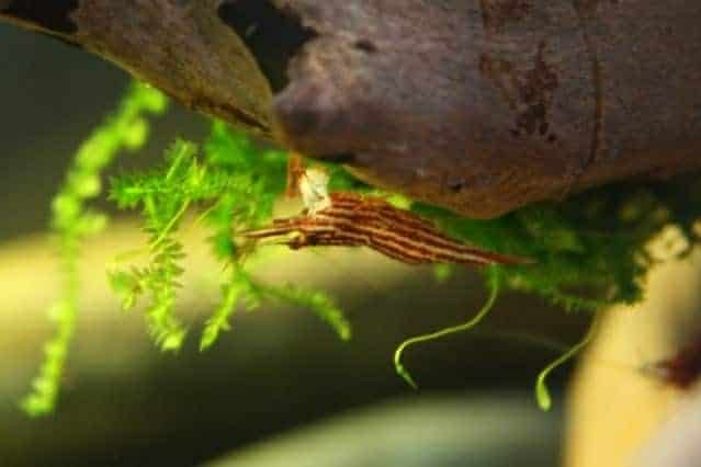 Caridina striata
