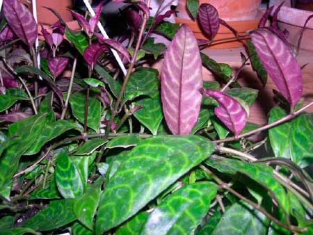 Planten voor de vensterbank, niet voor het Aquarium 3 Aeschynanthus parasiticus