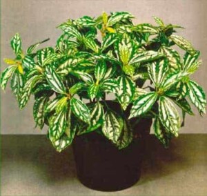 Planten voor de vensterbank, niet voor het Aquarium 54 Aluminium Plant - Pilea cadierei