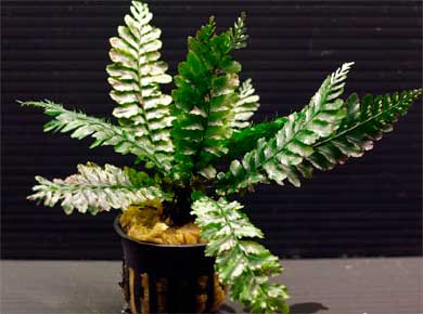 Planten voor de vensterbank, niet voor het Aquarium 67 Borneovaren - Trichomanes javanicum