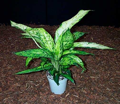 Planten voor de vensterbank, niet voor het Aquarium 30 Dieffenbachia species