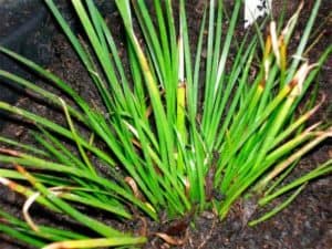 Planten voor de vensterbank, niet voor het Aquarium 2 Kalmoes - Acorus gramineus