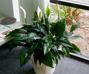 Planten voor de vensterbank, niet voor het Aquarium 61 Lepelplant - Spathiphyllum tasson