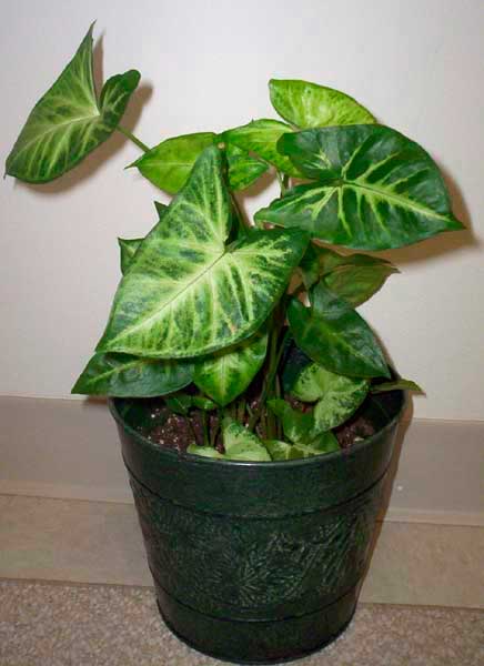 Planten voor de vensterbank, niet voor het Aquarium 65 Syngonium podophyllum