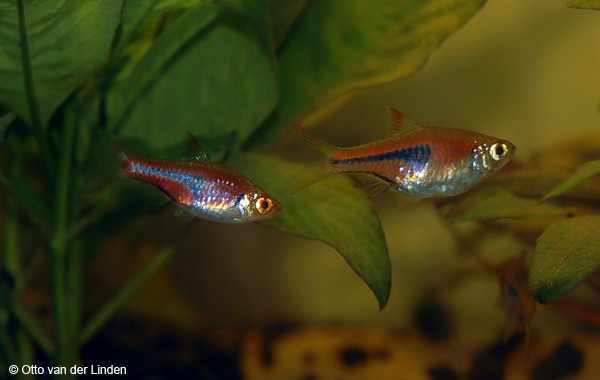 Volwassen Rasbora espei