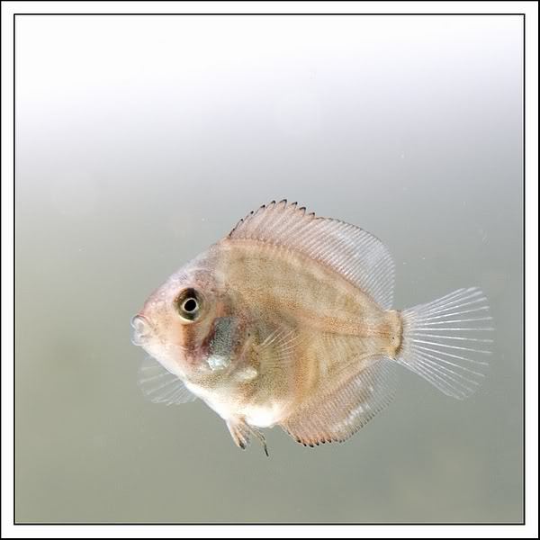 Jonge discus close up