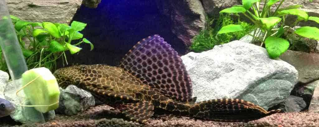 Pterygoplichthys gibbiceps