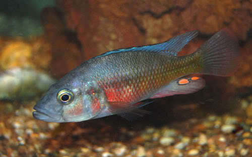 Haplochromis Orange Rock Hunter