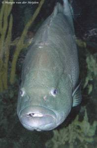 Mycteroperca microlepis - Grijze Tandbaars