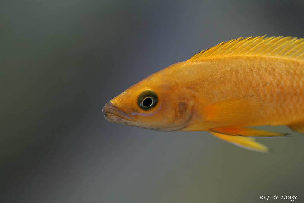 Neolamprologus Leleupi - Orange variant