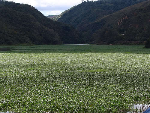 Een tapijt van Waterhyacinten op het Victoriameer