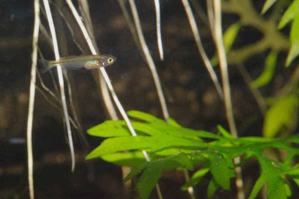 Melanotaenia boesemani 2 weken oud