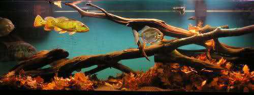 Rio Negro biotoop aquarium