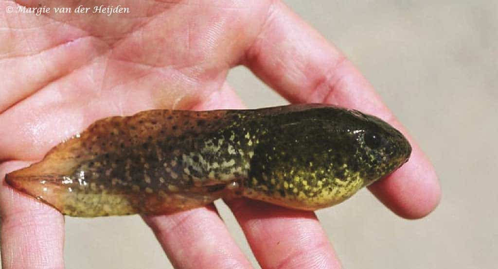 Lithobates catesbeiana - Amerikaanse Brulkikker - Kikkervis