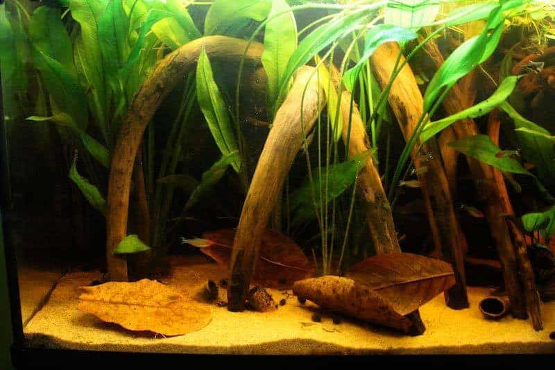 Alberts 100x50x40 - Zuid Amerika aquarium
