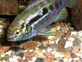 Laetacara sp. Buckelkopf