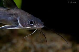 Ariopsis seemanni - Tete Sea Catfish - Close up
