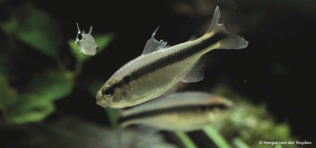 Hyphessobrycon cyanotaenia - Lapis Lazuli Tetra met gerafelde vinnen
