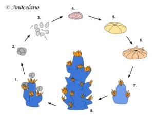 Gegeneraliseerde levenscyclus van koraal door seksuele voorplanting.