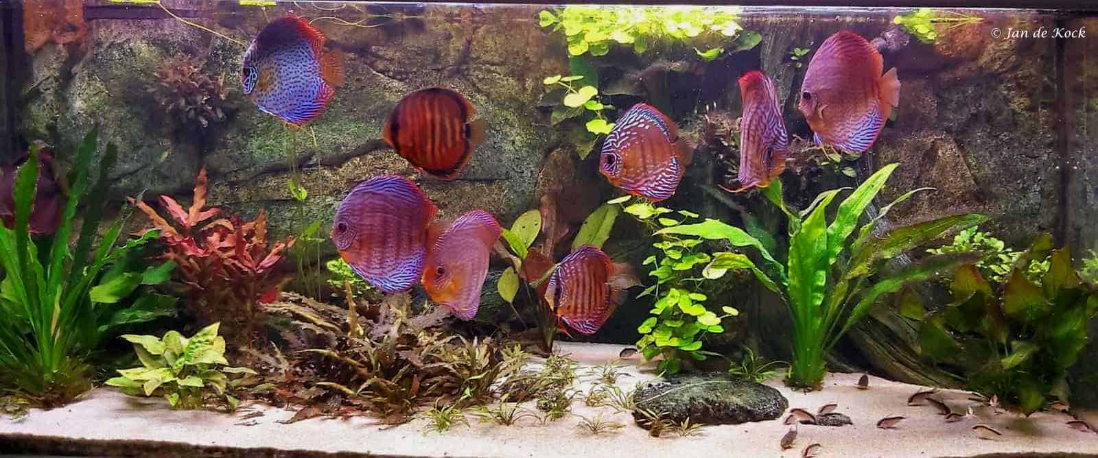 Discus en Planten Showcase