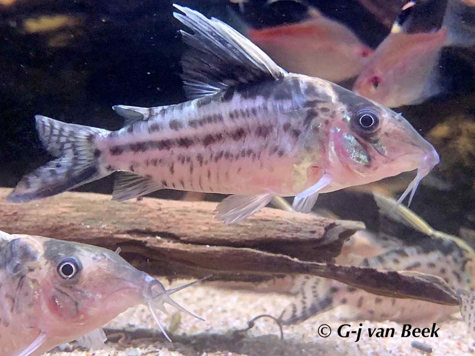 Corydoras robustus AquaInfo